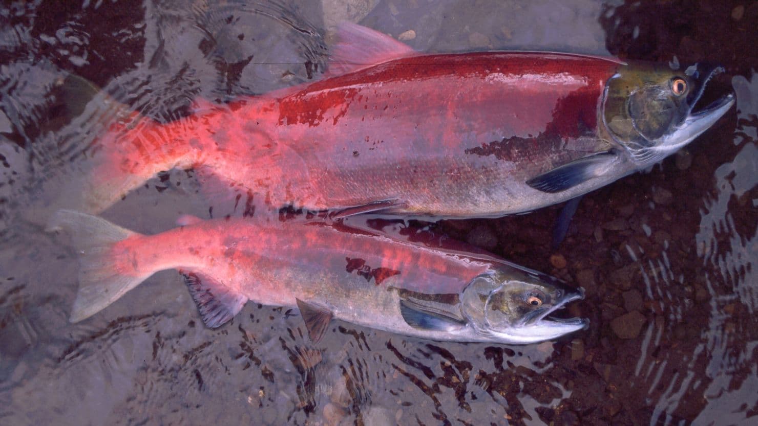 Salmon Populations Plummet by 70% Amid Corporate Greed and Regulatory Failures