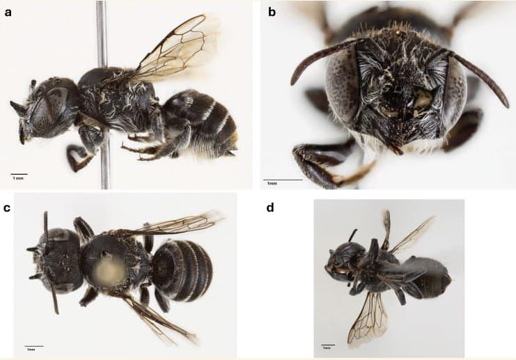 Featured image for: New bee species with 'devil horns' discovered in Australia New bee species with 'devil horns' discovered in Australia