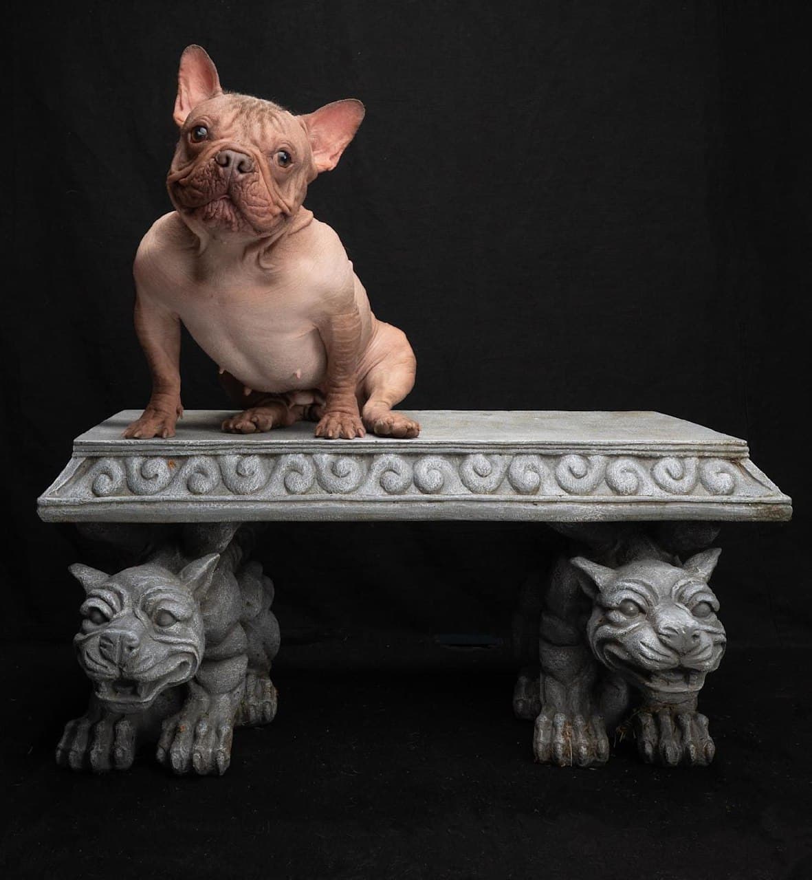 Featured image for: Petunia Crowned 'World's Ugliest Dog' in California, Celebrating Unique Beauty of Rescues Petunia Crowned 'World's Ugliest Dog' in California, Celebrating Unique Beauty of Rescues