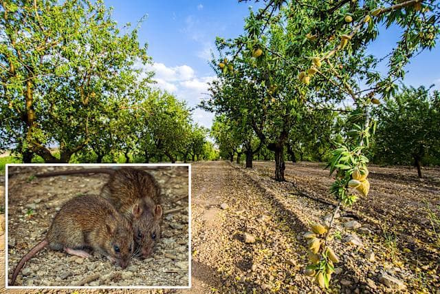 Featured image for: California Almond Farmers Brace for $300 Million Loss as Rat Invasion Escalates California Almond Farmers Brace for $300 Million Loss as Rat Invasion Escalates