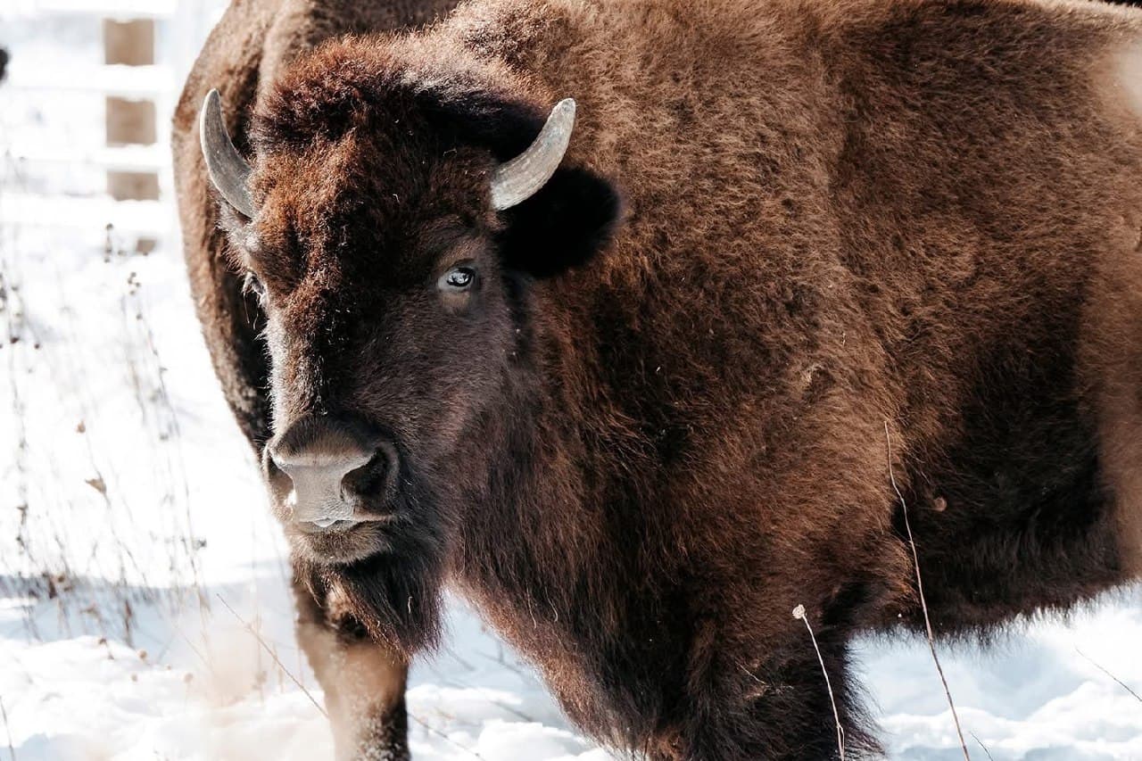 Bison return to Kane County prairie after 200 years