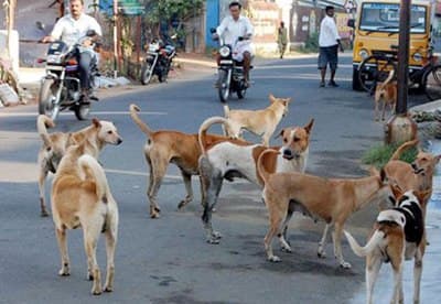 Supreme Court Orders Relocation of Stray Dogs in Delhi Amid Dog Bite Crisis