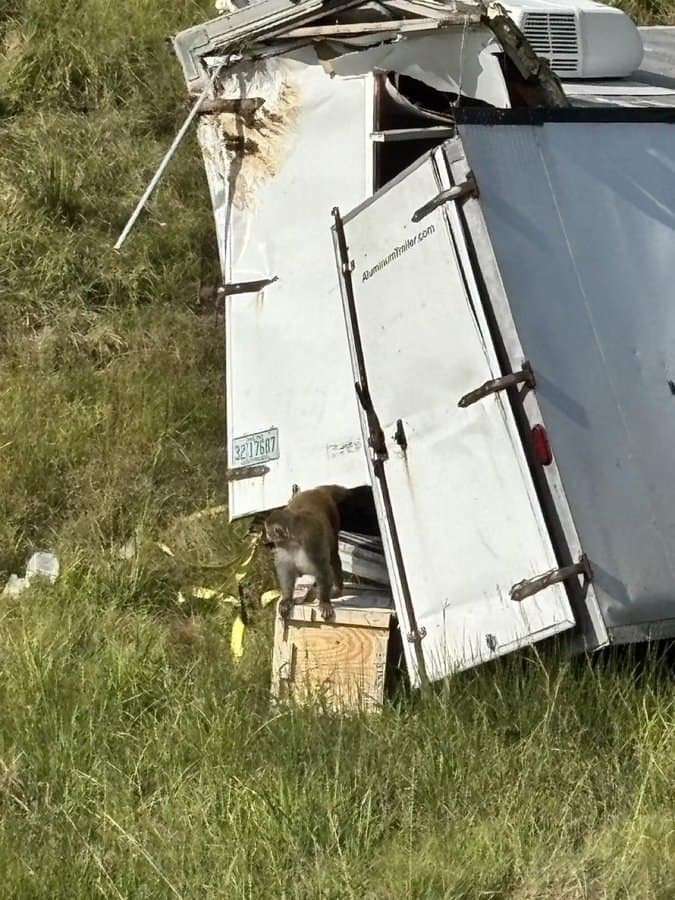 Featured image for: Truck carrying 21 lab monkeys overturns in Jasper County, Mississippi Truck carrying 21 lab monkeys overturns in Jasper County, Mississippi