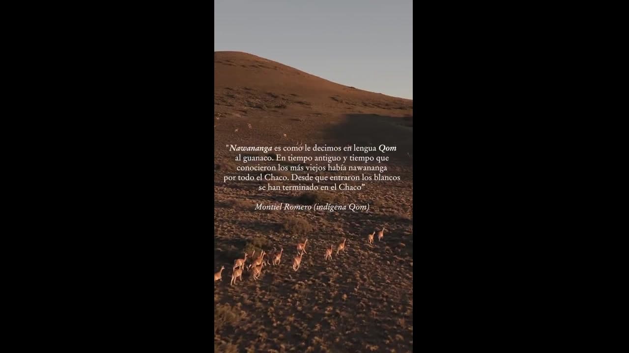 [Video] Guanacos return to Chaco region after 110 years in historic relocation