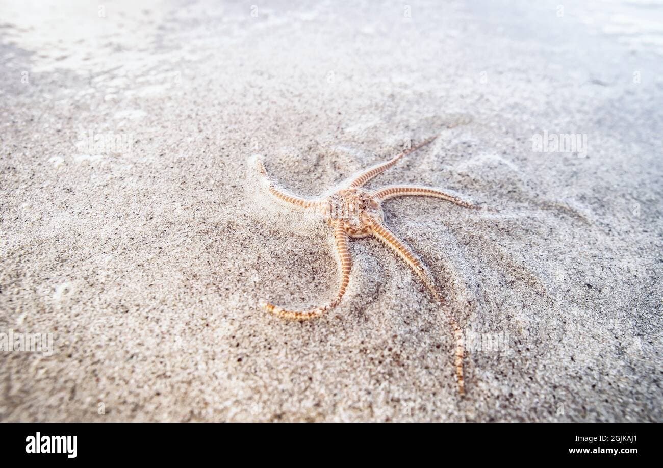 Featured image for: Thousands of Starfish Mysteriously Wash Up on Scottish Beach Thousands of Starfish Mysteriously Wash Up on Scottish Beach