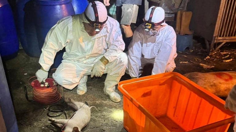 Featured image for: Taiwan culls 195 pigs after first detection of African swine fever Taiwan culls 195 pigs after first detection of African swine fever