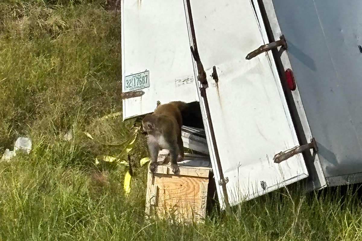 Featured image for: Monkeys for hepatitis C, herpes, and COVID testing killed in truck crash Monkeys for hepatitis C, herpes, and COVID testing killed in truck crash