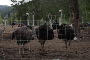 Featured image for: Execution of 300 healthy ostriches by firing squad now complete Execution of 300 healthy ostriches by firing squad now complete
