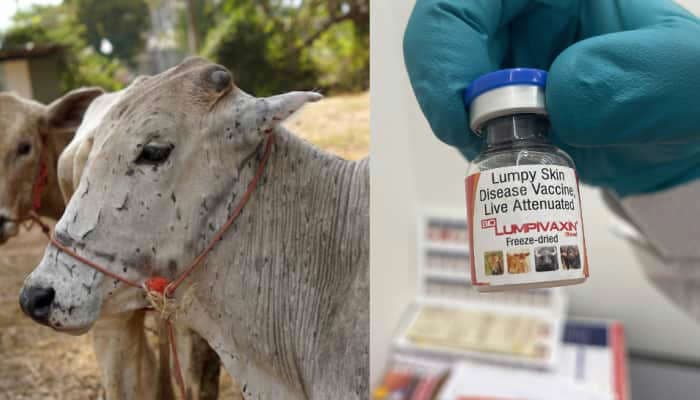 Featured image for: France mandates vaccination of one million cows against lumpy skin disease France mandates vaccination of one million cows against lumpy skin disease