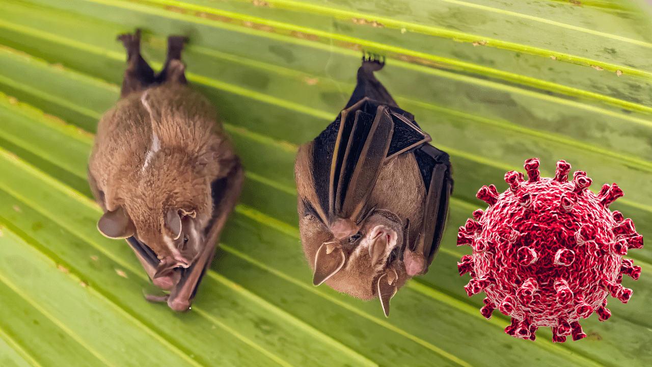 Featured image for: Scientists discover new COVID-like virus in South American bats Scientists discover new COVID-like virus in South American bats