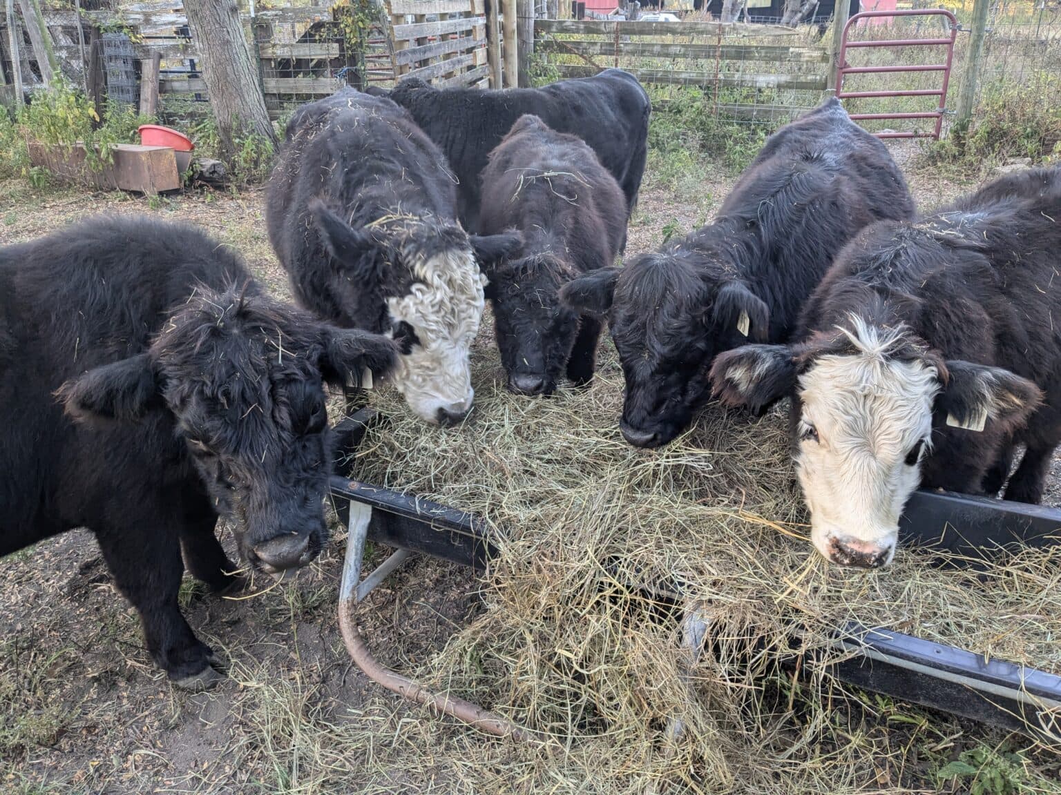 Featured image for: Tyson Foods to close one of largest beef plants due to low cattle supplies Tyson Foods to close one of largest beef plants due to low cattle supplies