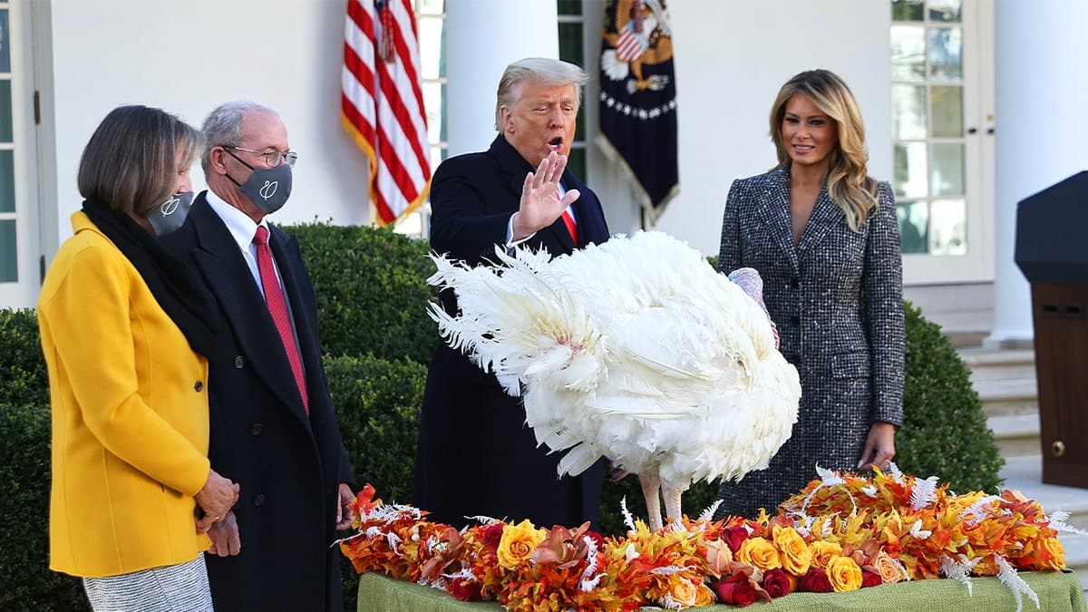 Featured image for: Trump declares last year's turkey pardons null and void Trump declares last year's turkey pardons null and void