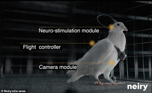 Featured image for: Putin’s scientists reveal spy pigeons with brain implants and cameras Putin’s scientists reveal spy pigeons with brain implants and cameras