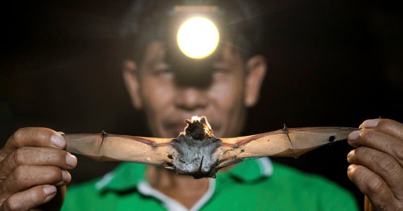 Featured image for: Chinese researchers create modified SADS-CoV virus capable of infecting humans Chinese researchers create modified SADS-CoV virus capable of infecting humans