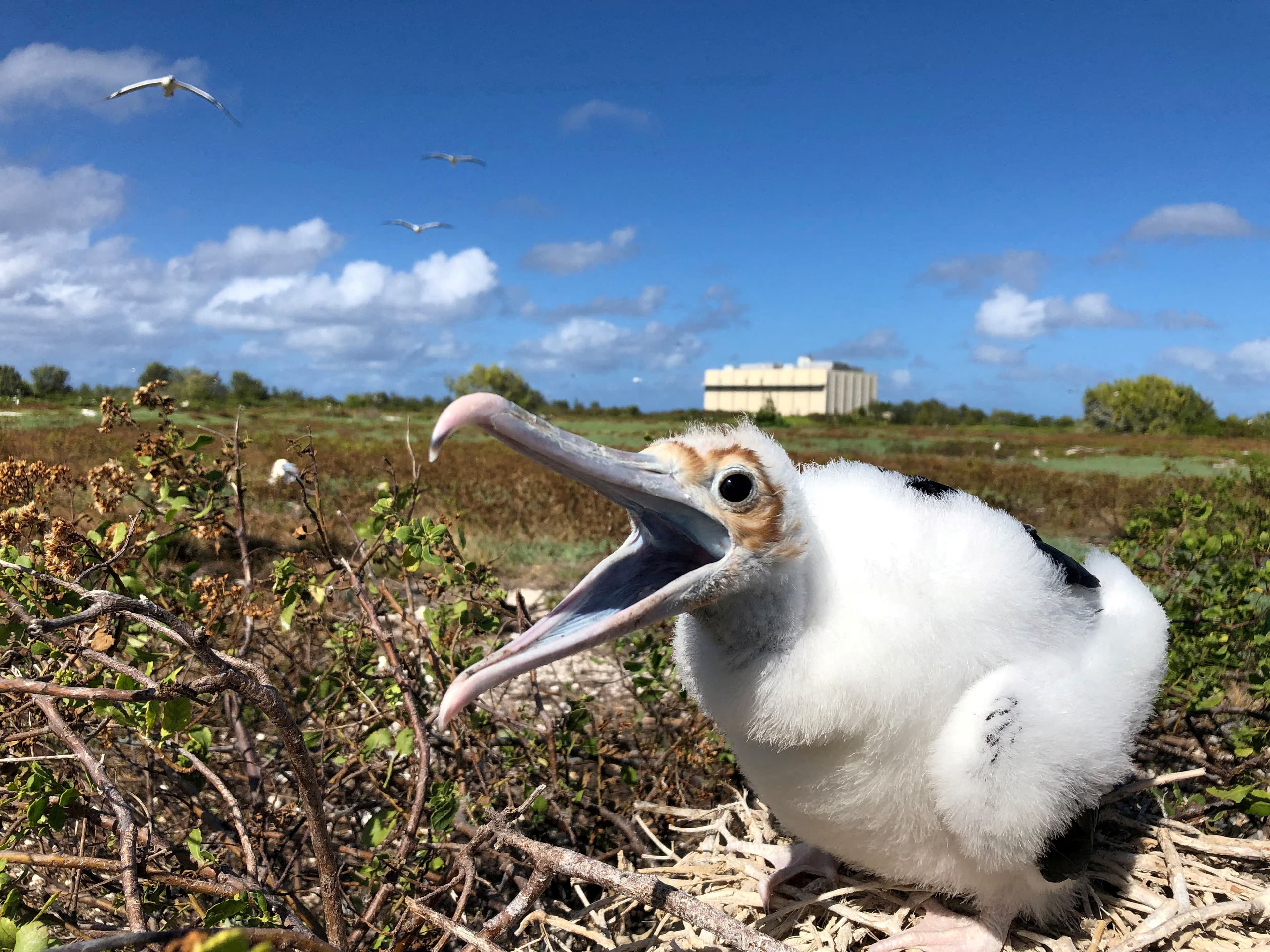 Featured image for: Air Force Halts Dangerous Rocket Tests That Threaten 1.5 Million Seabirds Air Force Halts Dangerous Rocket Tests That Threaten 1.5 Million Seabirds