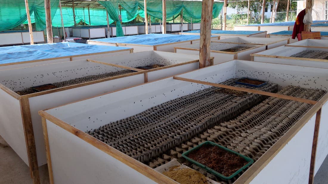 Featured image for: SHOCKING: 80% of Americans Refuse to Eat Bugs While Climate Crisis Worsens SHOCKING: 80% of Americans Refuse to Eat Bugs While Climate Crisis Worsens