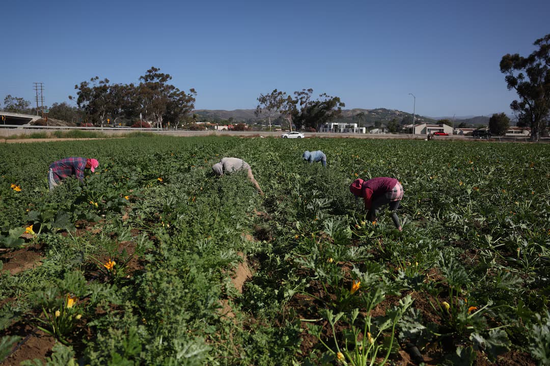 Featured image for: 70% of Farmworkers Disappear as ICE Raids Terrorize California Fields 70% of Farmworkers Disappear as ICE Raids Terrorize California Fields