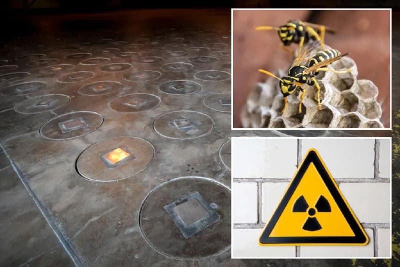 Featured image for: Radioactive Wasps Found in South Carolina Spark Concerns of Cold War Leak Radioactive Wasps Found in South Carolina Spark Concerns of Cold War Leak
