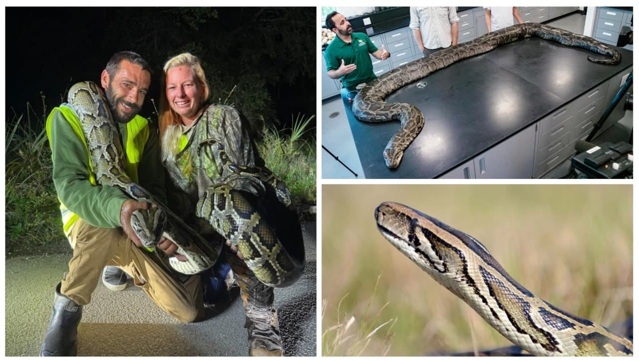 Featured image for: Floridian Earns $1,000 for Capturing 87 Invasive Pythons in One Month Floridian Earns $1,000 for Capturing 87 Invasive Pythons in One Month