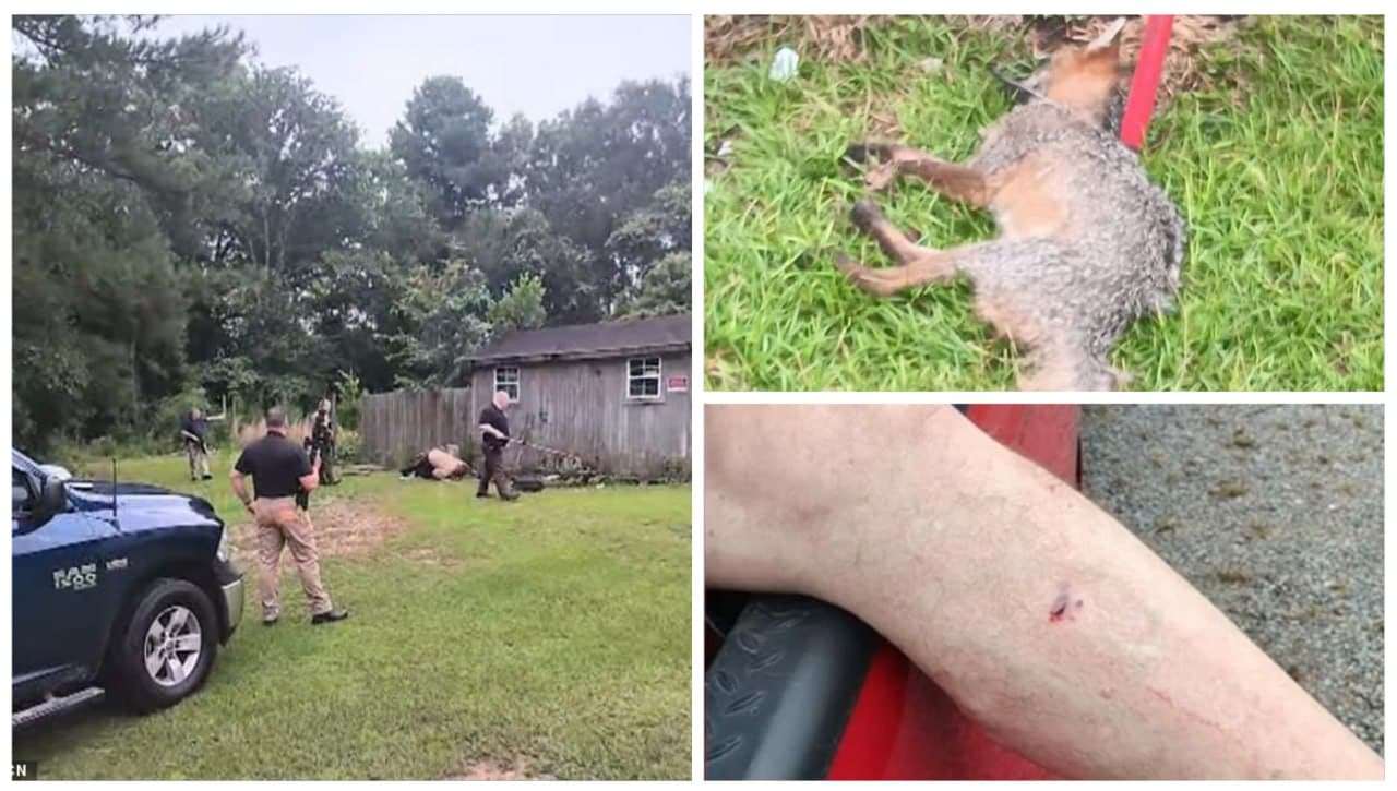 Featured image for: Rabid Fox Bites Woman and Elderly Man in North Carolina, Sparks Urgent Health Concerns Rabid Fox Bites Woman and Elderly Man in North Carolina, Sparks Urgent Health Concerns
