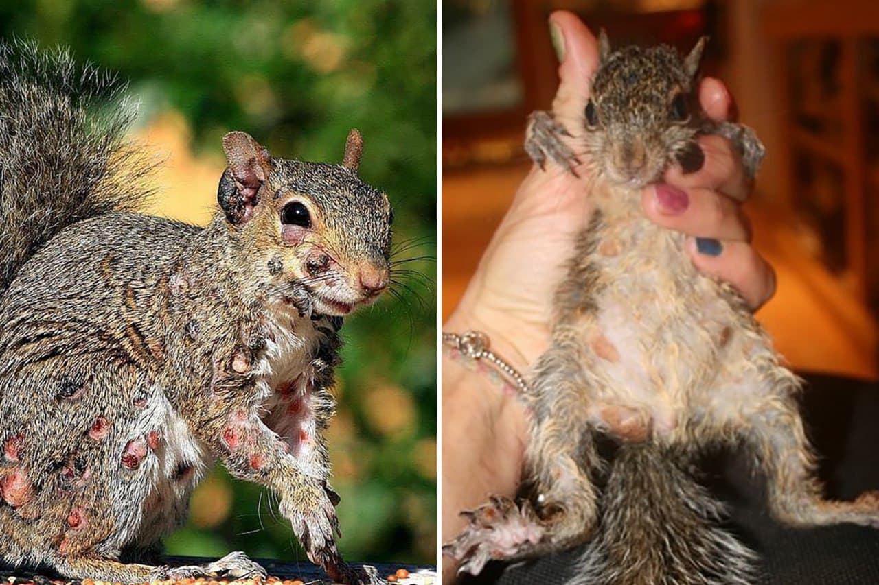 Featured image for: Breaking: Zombie Squirrels Surge in New England as Virus Spreads Breaking: Zombie Squirrels Surge in New England as Virus Spreads