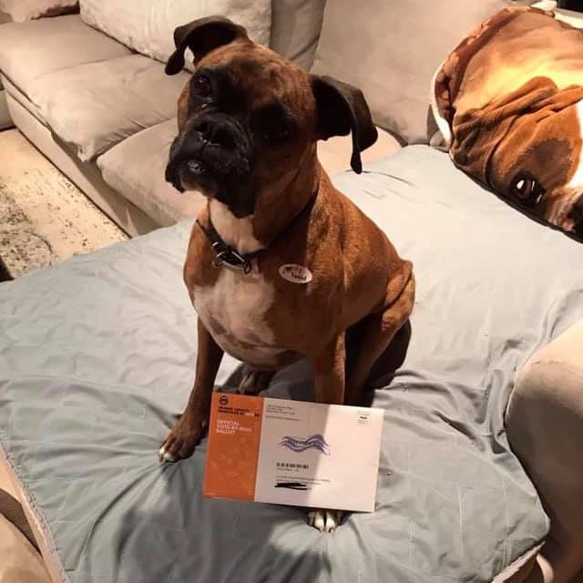 Featured image for: California Woman Charged with Election Fraud for Voting Dog California Woman Charged with Election Fraud for Voting Dog