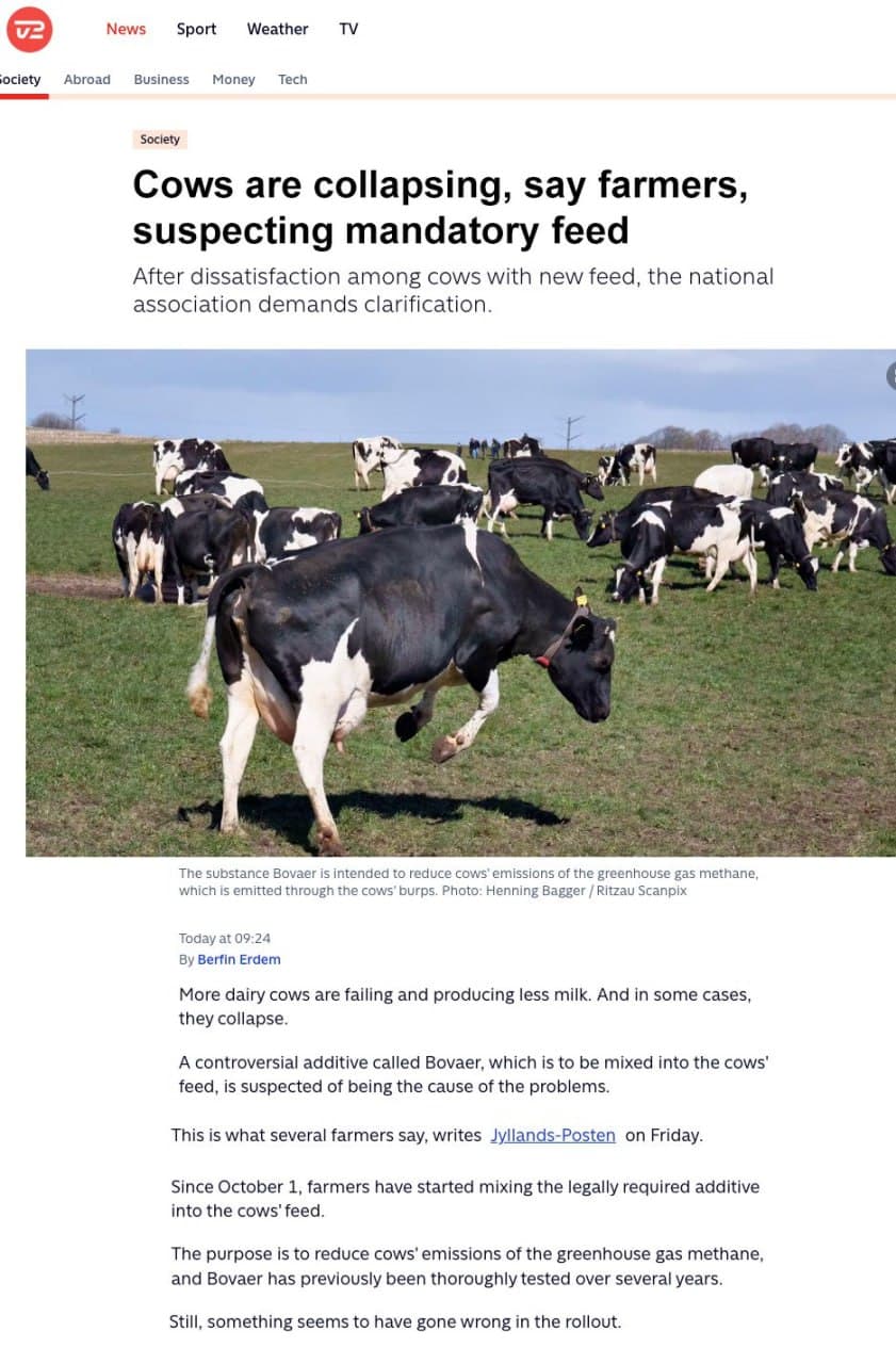 Featured image for: Danish cattle sector struggles as cows die after mandatory Bovaer feed Danish cattle sector struggles as cows die after mandatory Bovaer feed