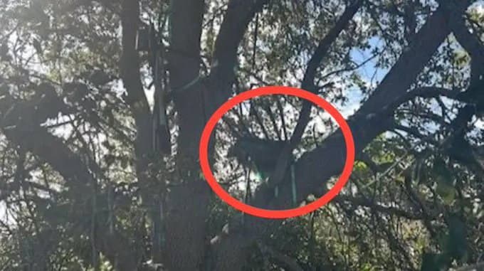 Featured image for: FBI removes hunting stand with view of Trump’s Air Force plane for analysis FBI removes hunting stand with view of Trump’s Air Force plane for analysis