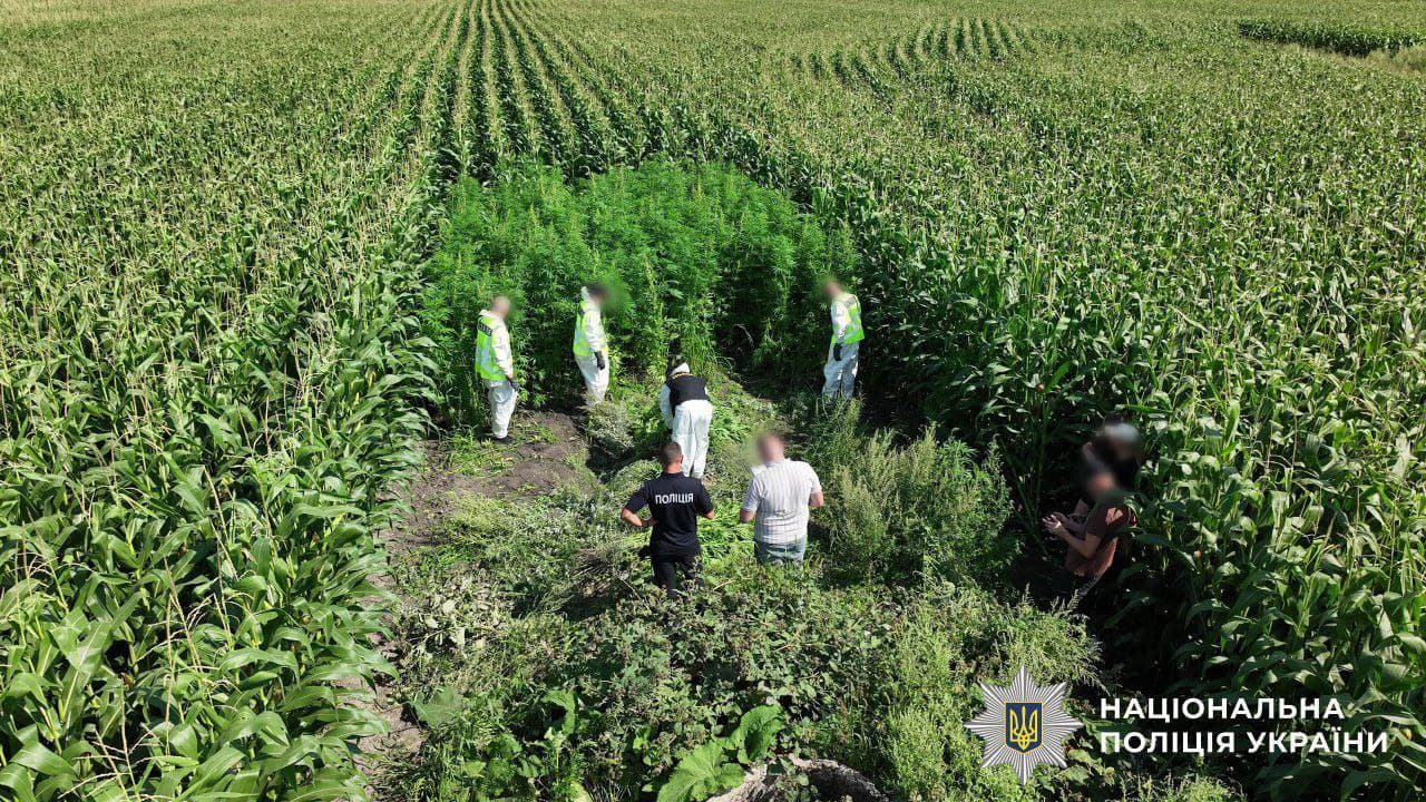Featured image for: Ukrainian Police Seize 57 kg of Cannabis and Destroy 21,000 Plants in Major Operation Ukrainian Police Seize 57 kg of Cannabis and Destroy 21,000 Plants in Major Operation