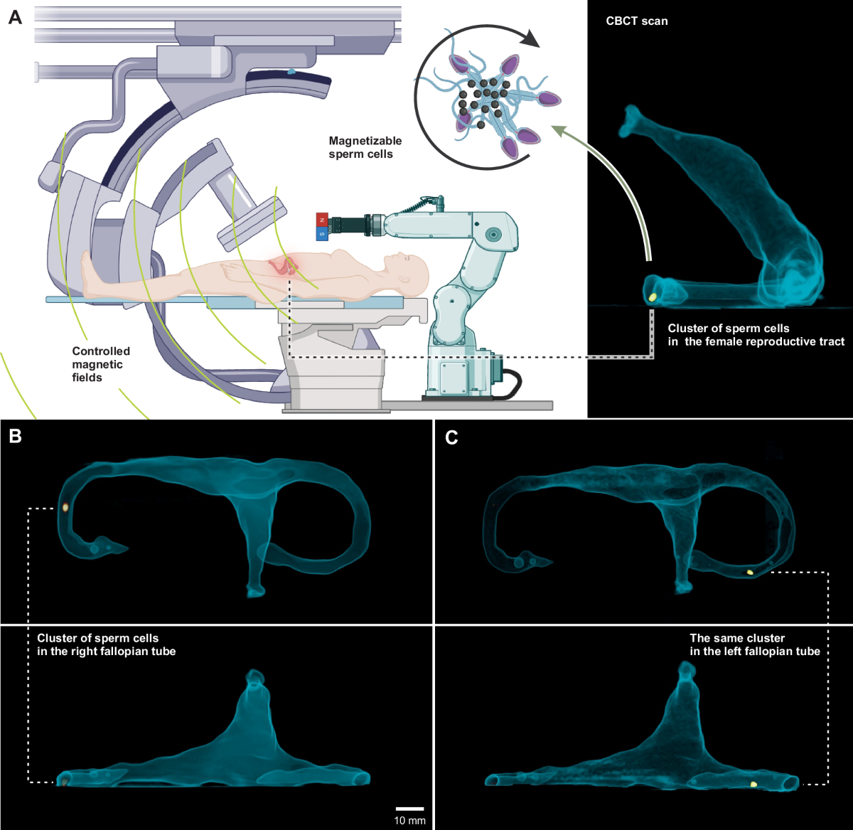 Image for Scientists Unveil Microrobots Using Dead Bull Sperm for Targeted Treatments