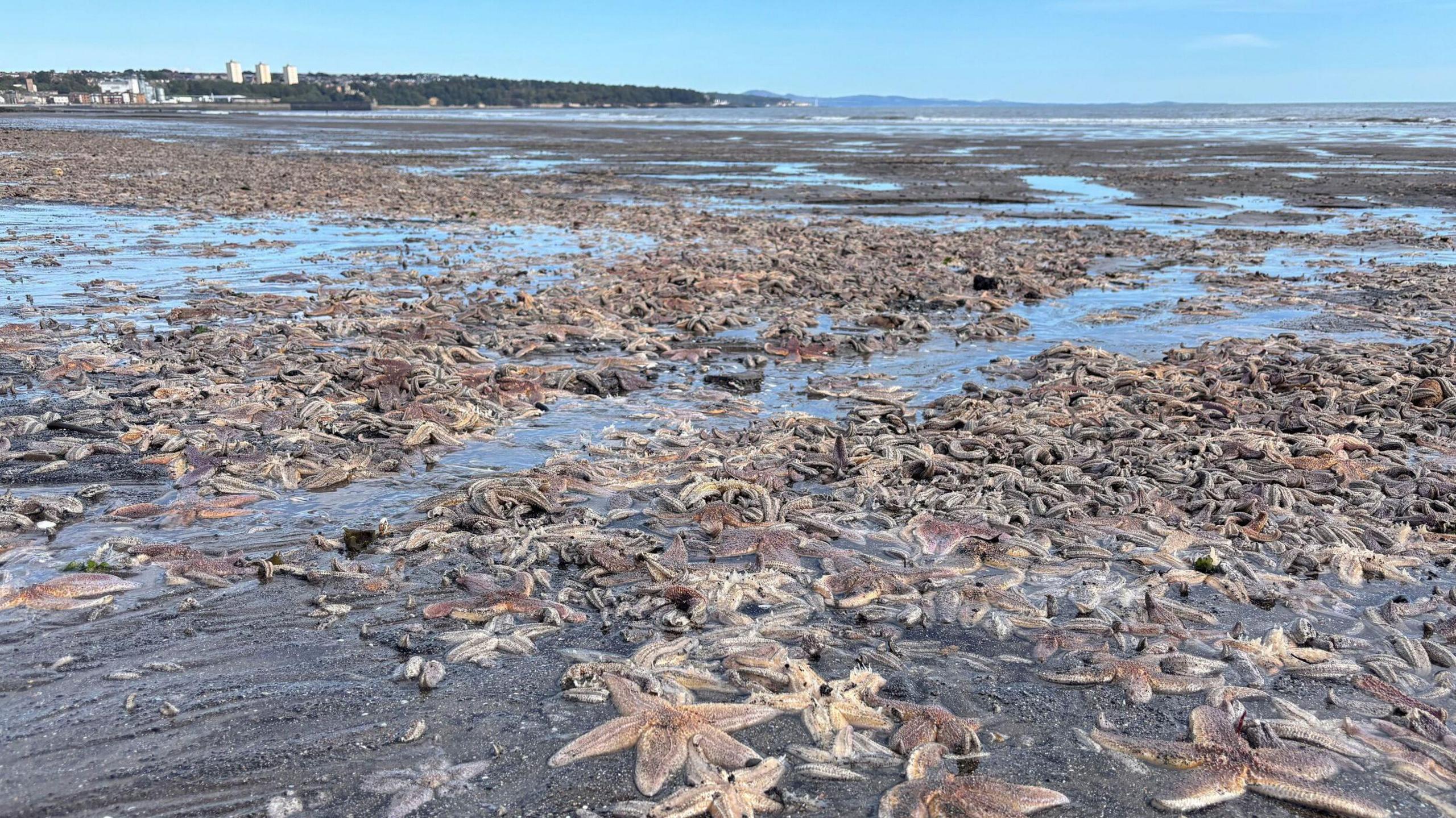 Image for Thousands of Starfish Mysteriously Wash Up on Scottish Beach