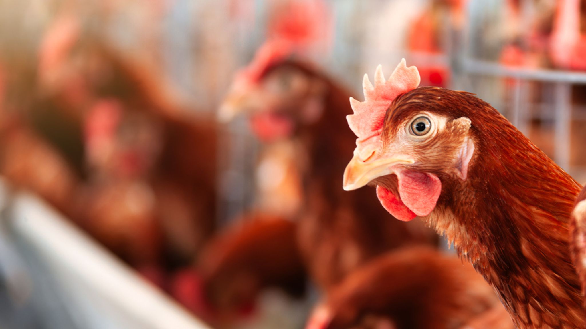 Image for Netherlands to cull 161,000 chickens due to bird flu outbreak