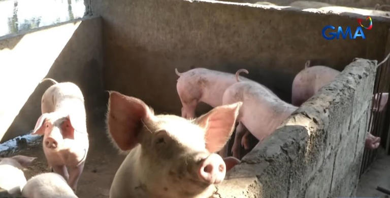 Image for Taiwan culls 195 pigs after first detection of African swine fever