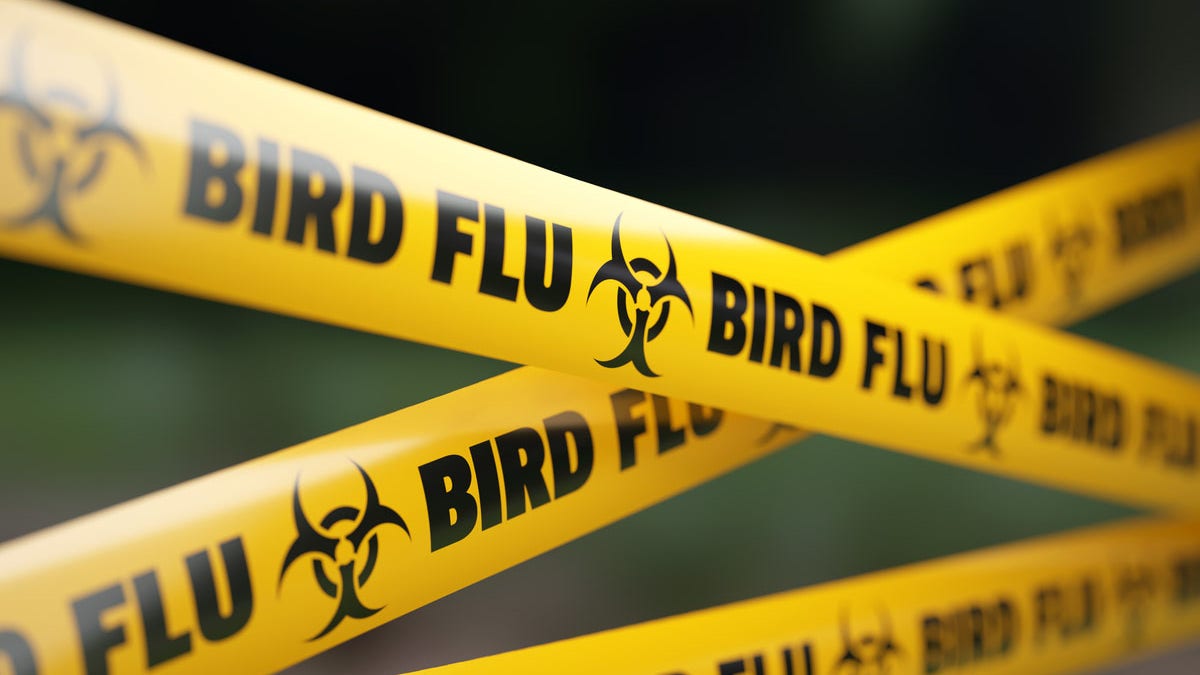Image for ECDC advises EU health ministers on actions to prevent bird flu pandemic