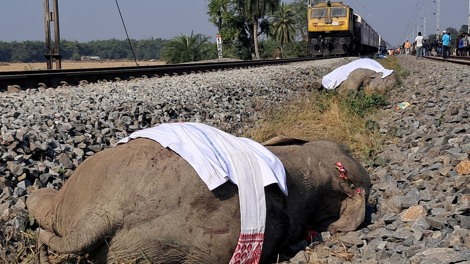 Image for High-speed train in India collides, killing 7 elephants and injuring calf