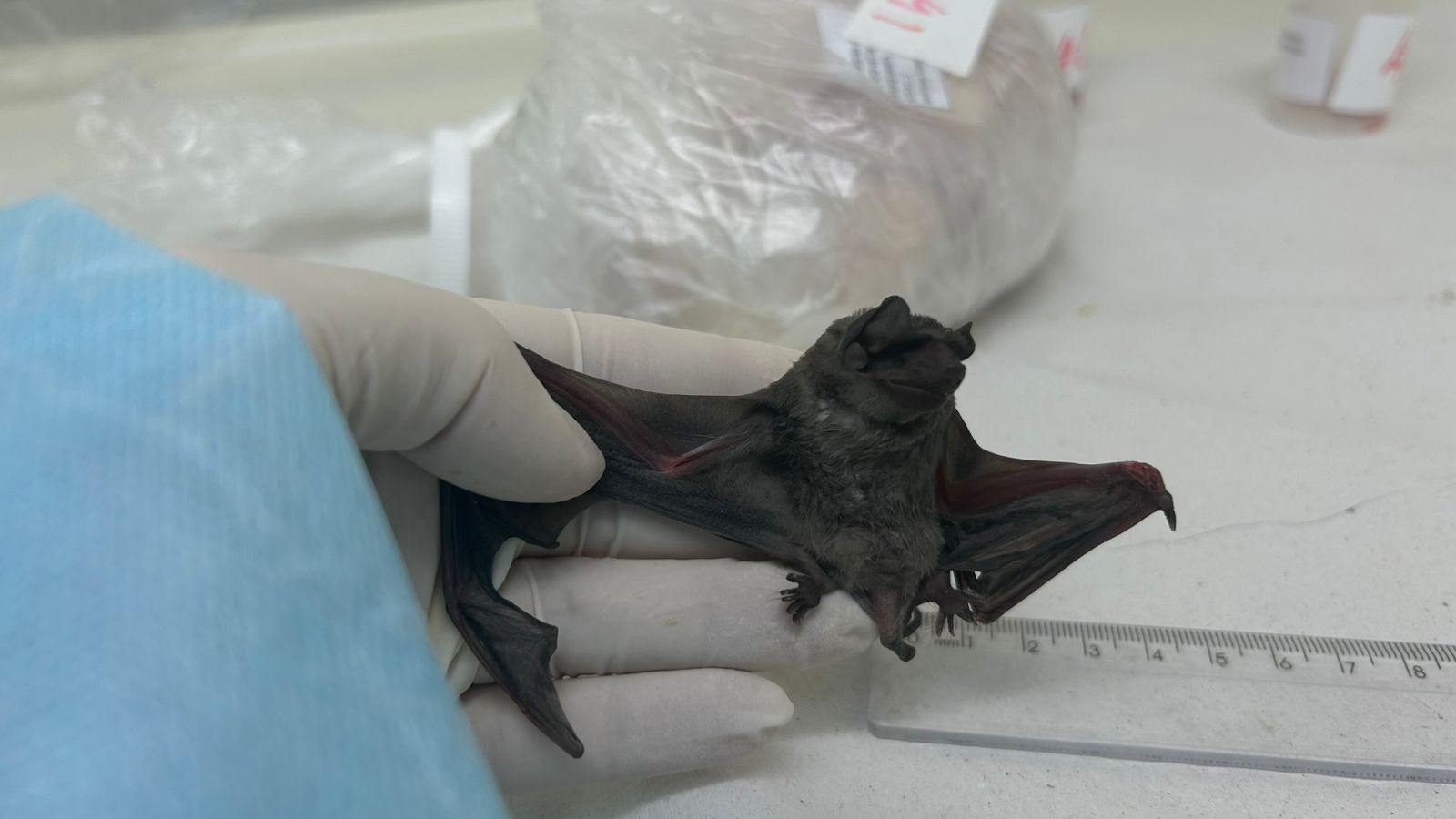 Image for Scientists discover new COVID-like virus in South American bats