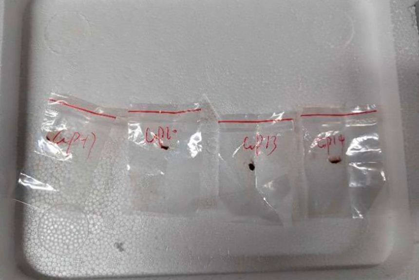 Image for DOJ charges three Chinese nationals at University of Michigan for illegal import of biological materials