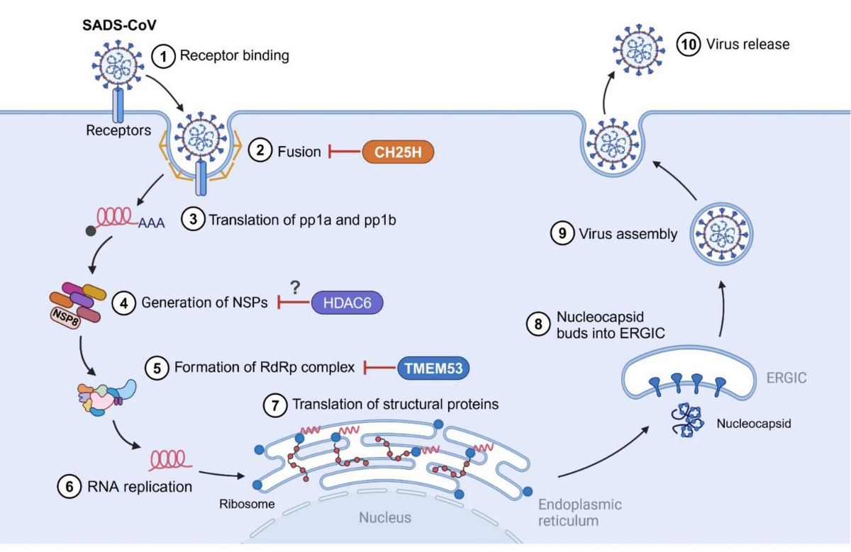 Image for Chinese researchers create modified SADS-CoV virus capable of infecting humans