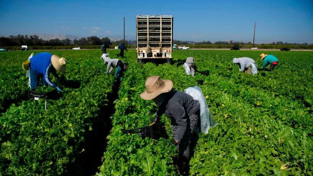 Narrow Supreme Court Ruling A Loss For Farmworkers Union : NPR
