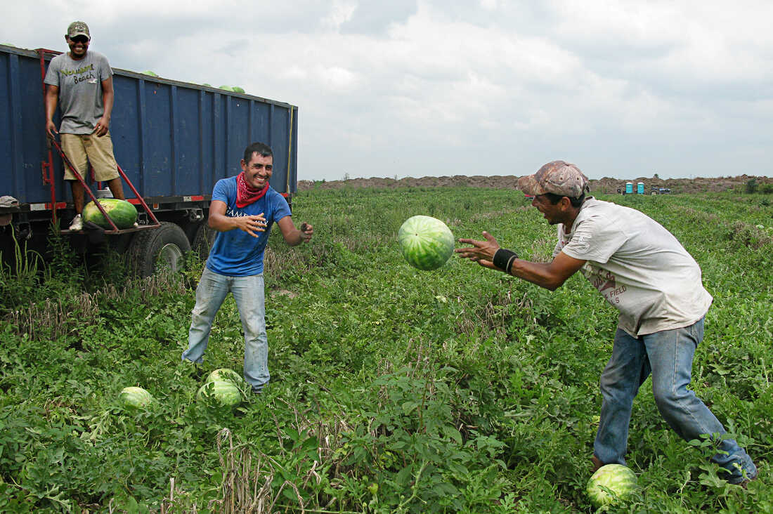 In South Texas, Fair Wages Elude Farmworkers, 50 Years After ...