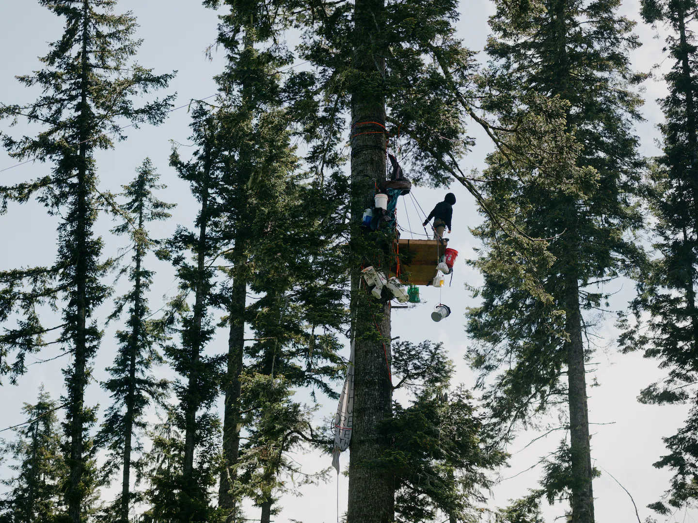 A logging protest in the treetops ends in terror, activists ...