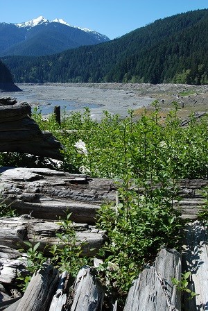 Restoration and Current Research - Olympic National Park ...