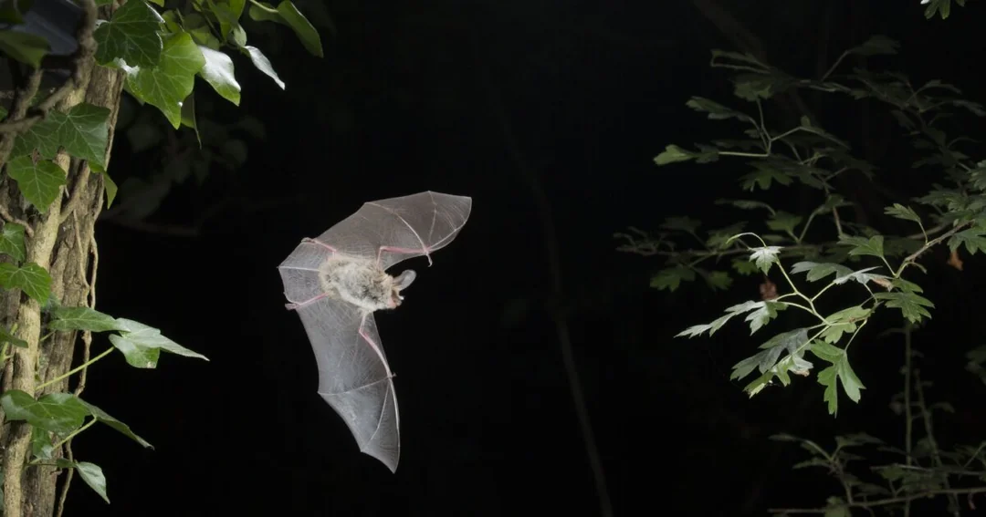High Speed 2 – bat protection costs - News - Bat Conservation ...