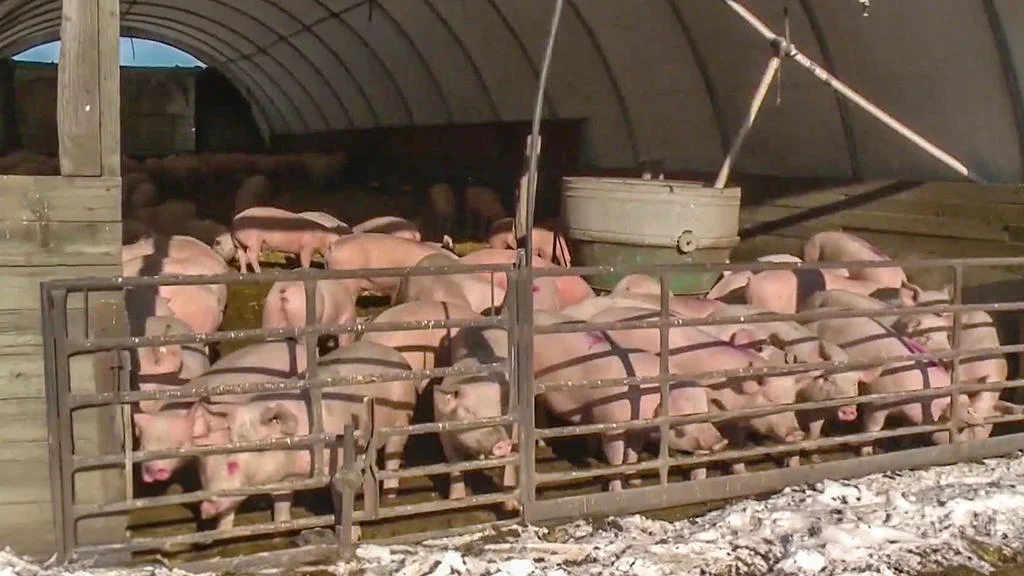 Pork producers lobby for new farm bill to overturn California