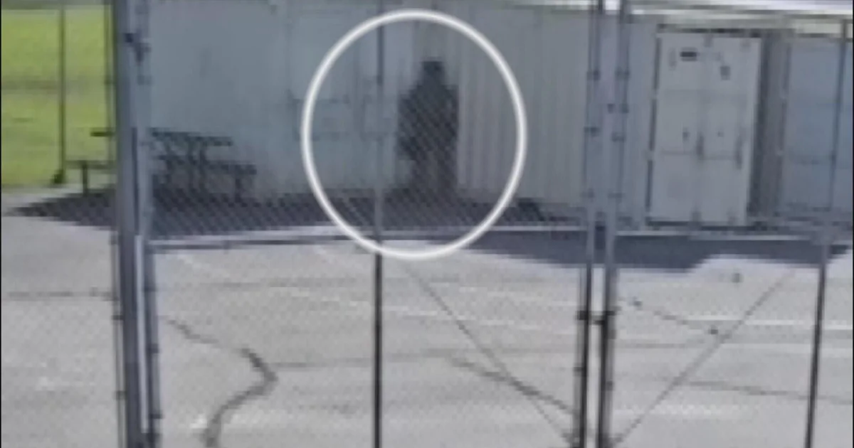 DHS investigating video allegedly showing immigration agents ...