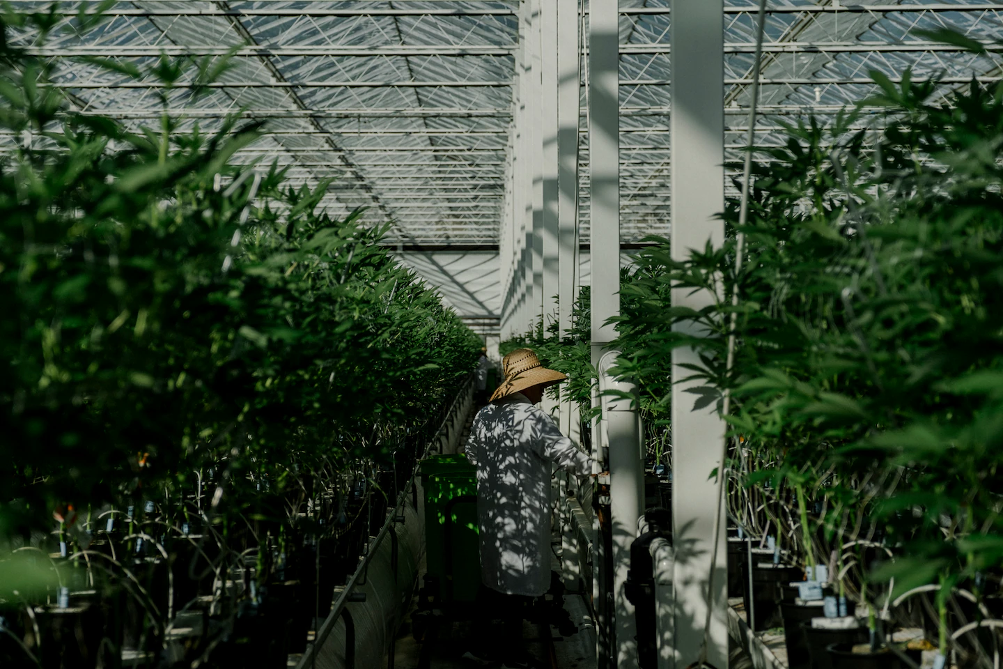 A giant California marijuana operation bets on national ...