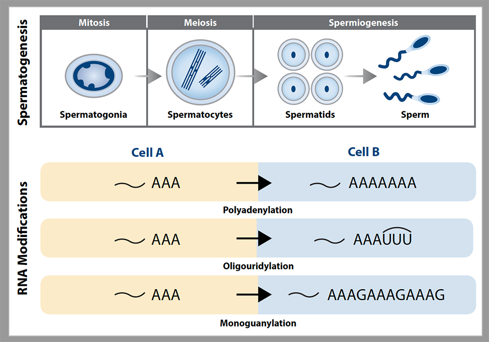 Male Reproduction & RNA Biology Group | National Institute of ...