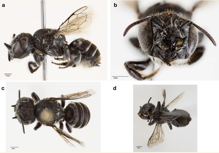 New bee species with 'devil horns' discovered in Australia