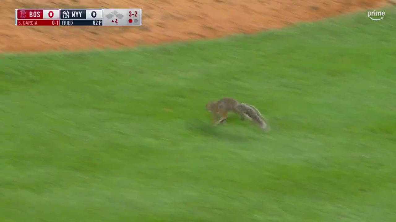 [Video] Breaking: Squirrel Steals Show at Today's New York Baseball Game