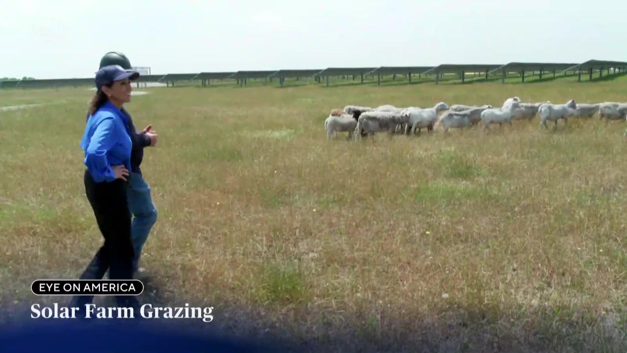 [Video] Texas Farmer Transforms Business, Profits $300K Grazing Sheep on Solar Farms